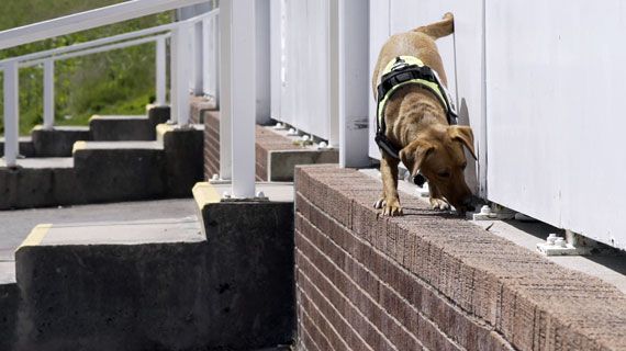Drug detection sniffer dog